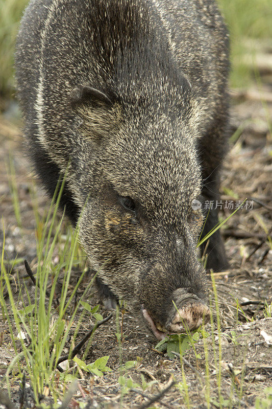 野生javalina pecary吃植物的国家野生动物保护区得克萨斯州